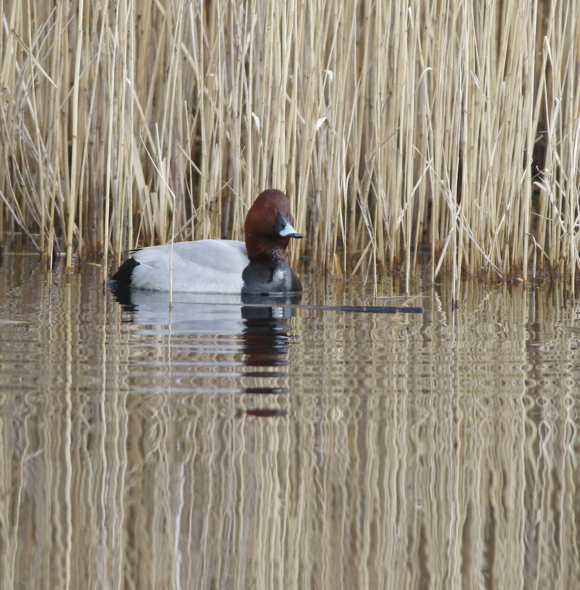 Common Pochard - ML646014653