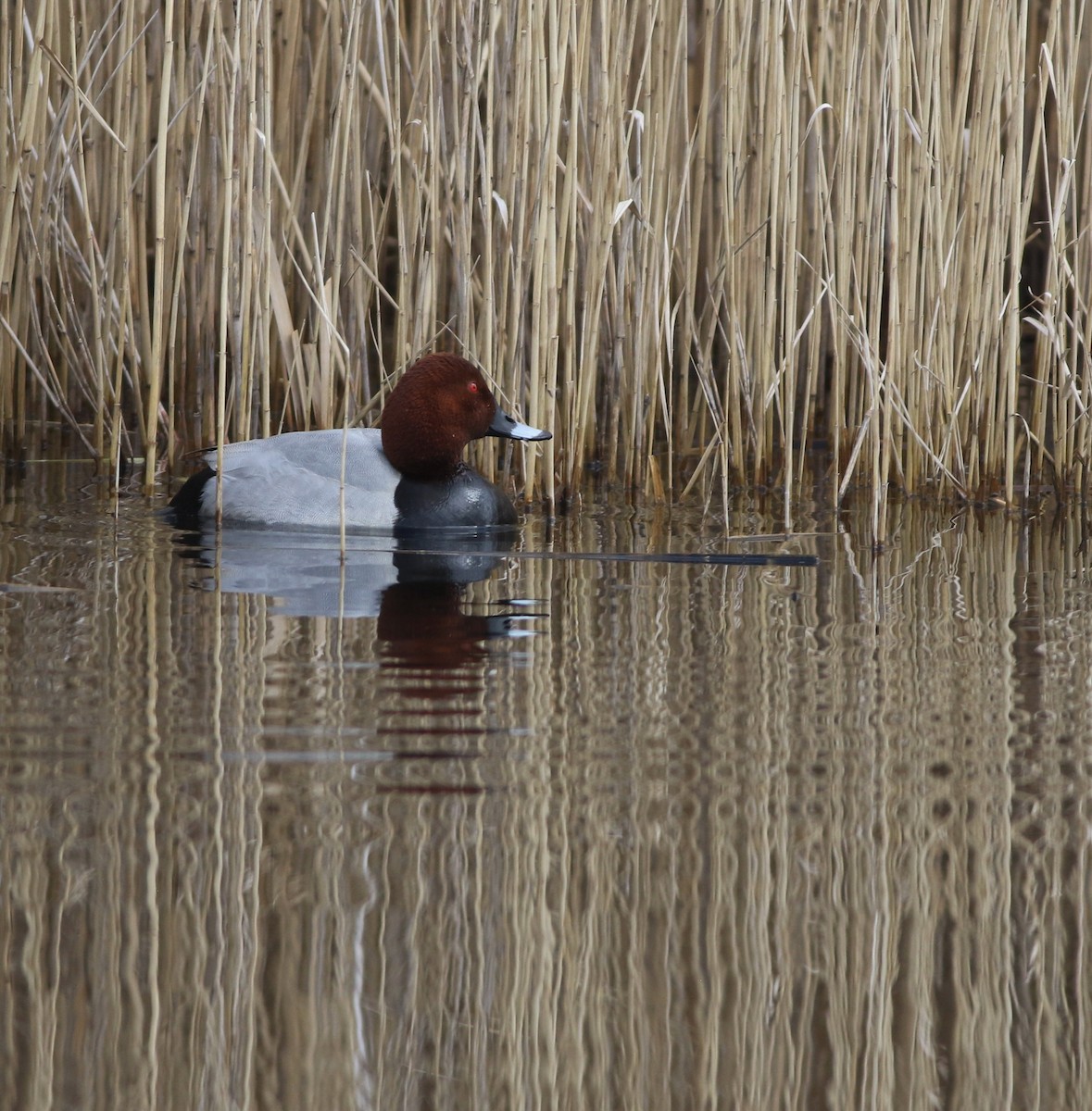 Common Pochard - ML646014654