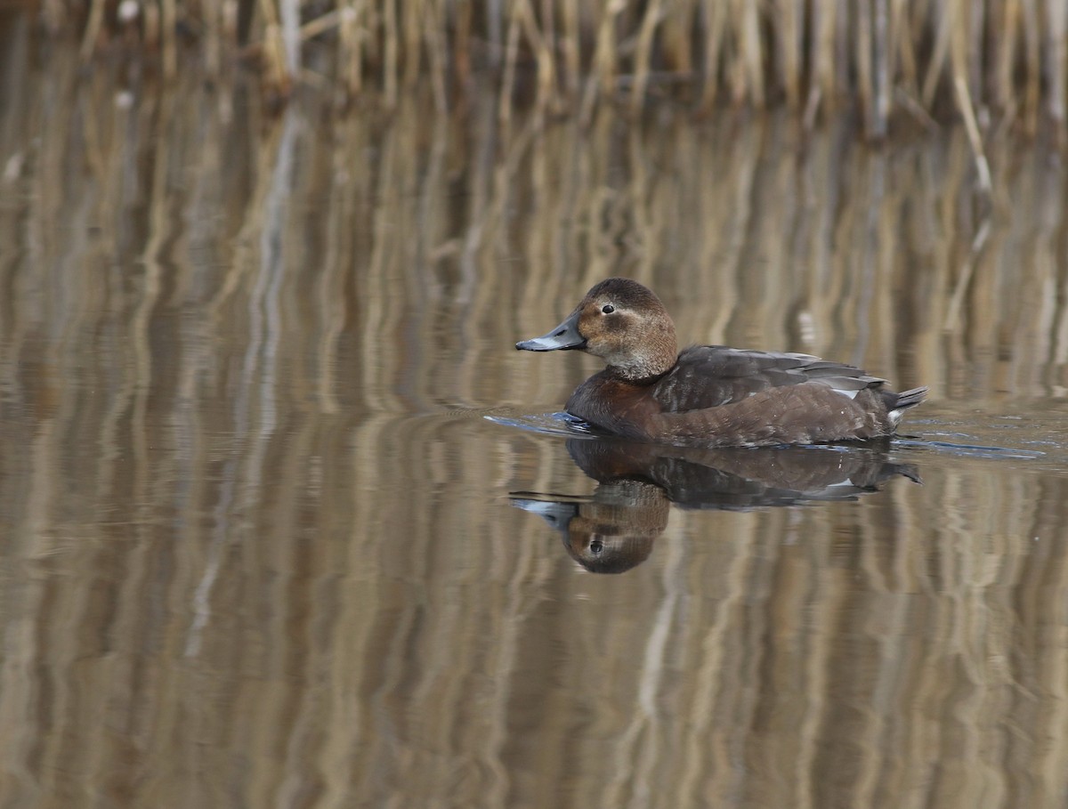 Common Pochard - ML646014655