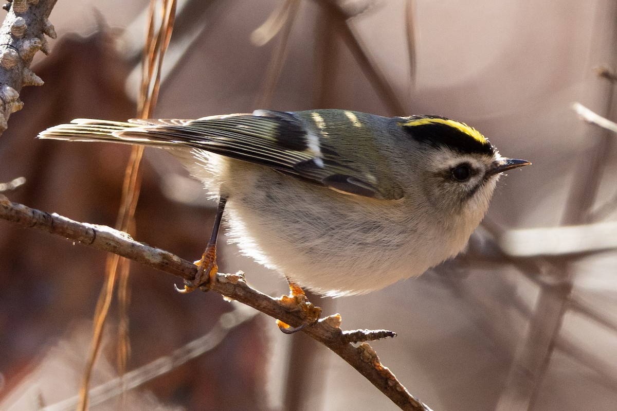 Golden-crowned Kinglet - ML646014661