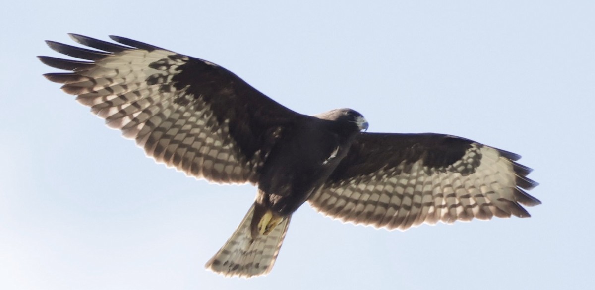 Short-tailed Hawk - ML646014714