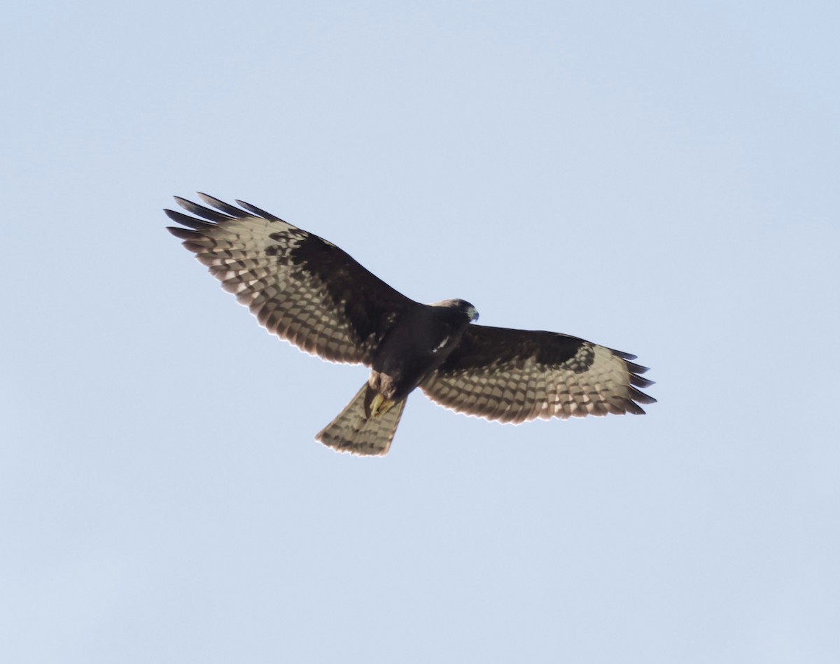 Short-tailed Hawk - ML646014715