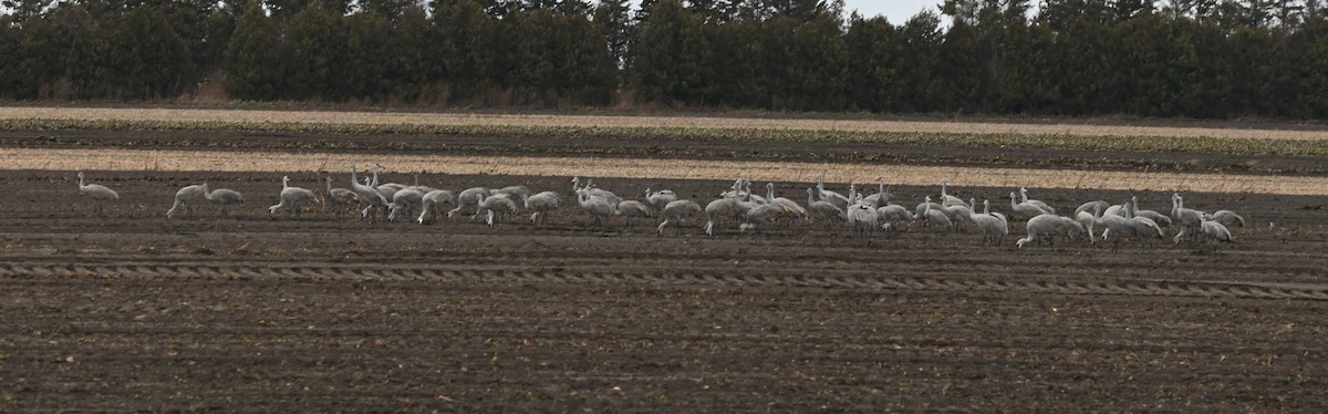 沙丘鶴 - ML646014721