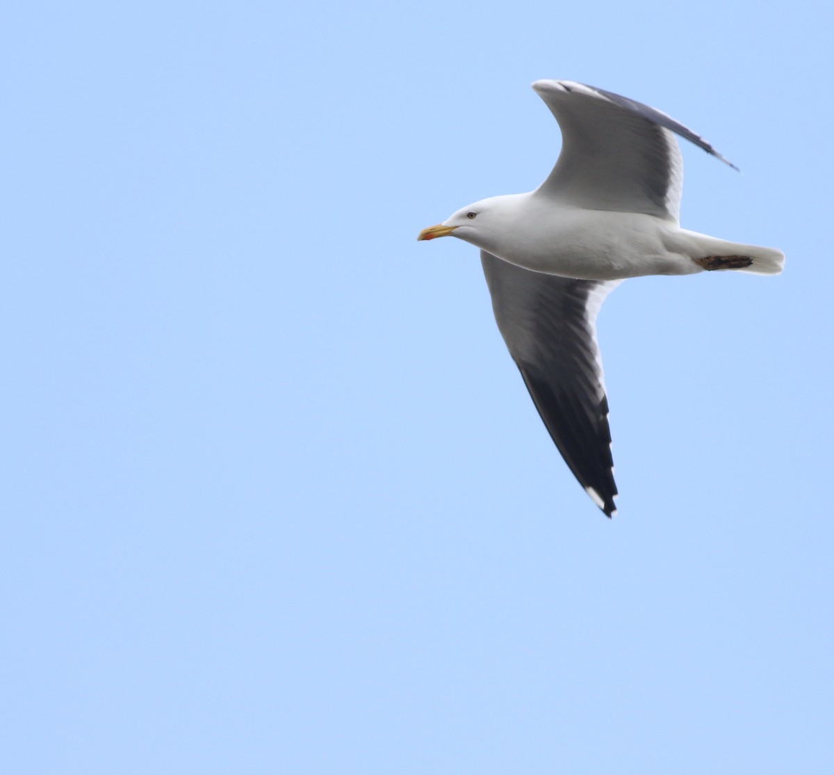 Zafferano - ML646014733