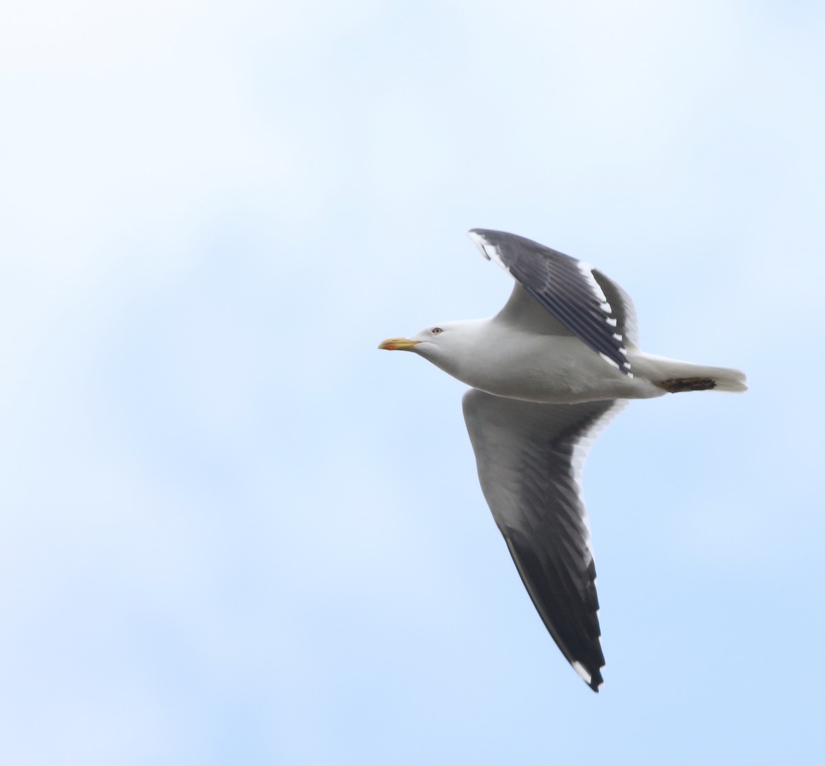 Zafferano - ML646014734