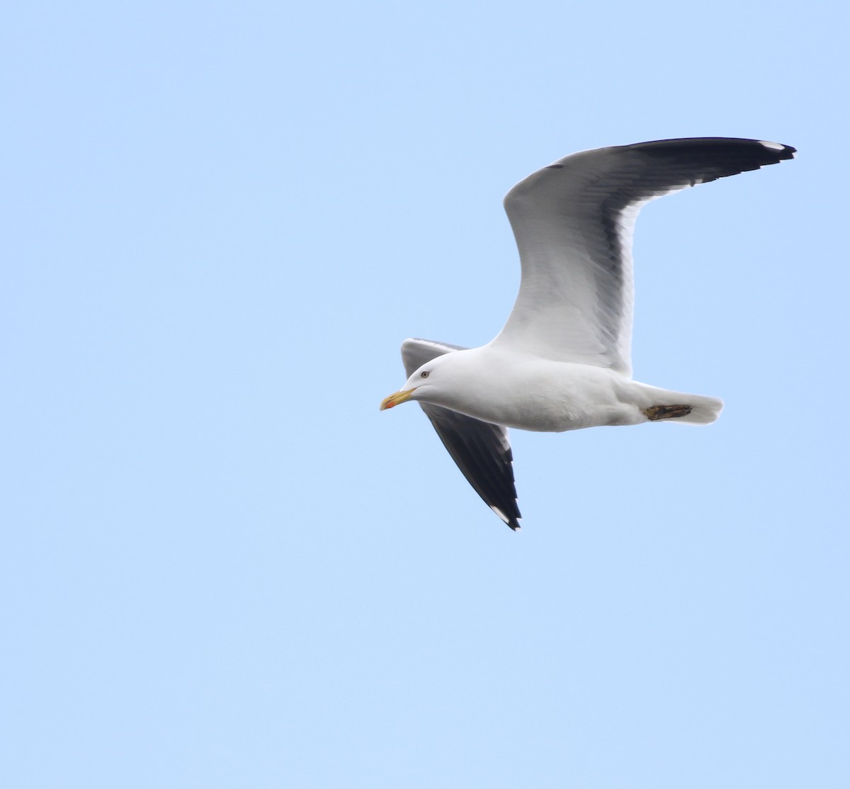 Zafferano - ML646014735