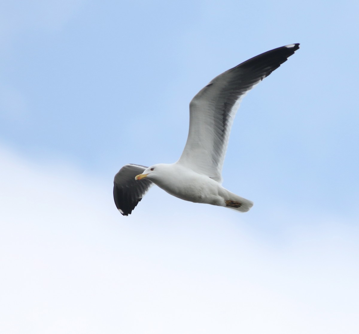 Zafferano - ML646014736