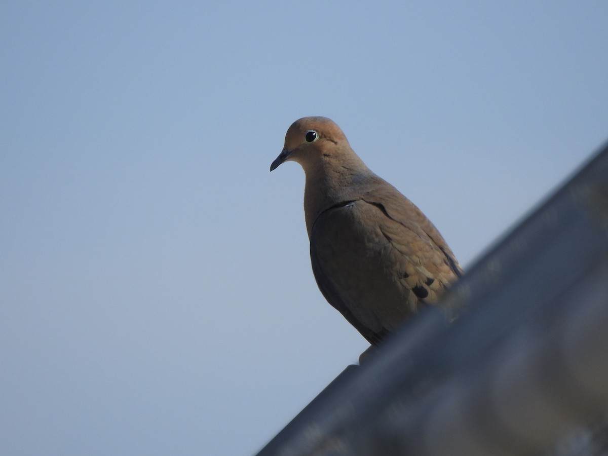 Mourning Dove - ML646014738