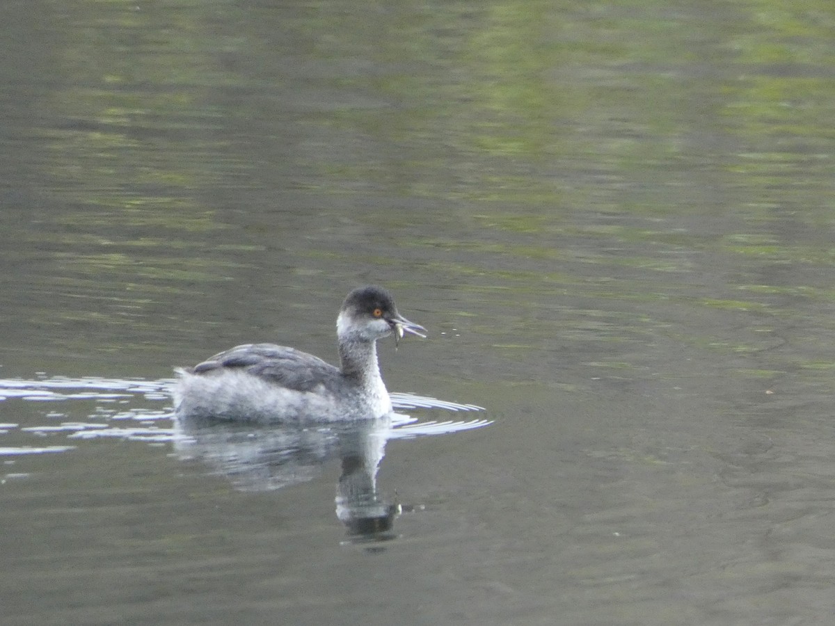 Grèbe à cou noir - ML646014739