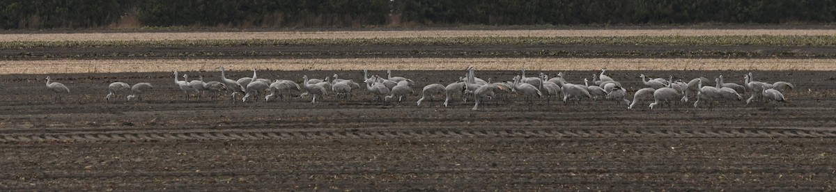沙丘鶴 - ML646014741