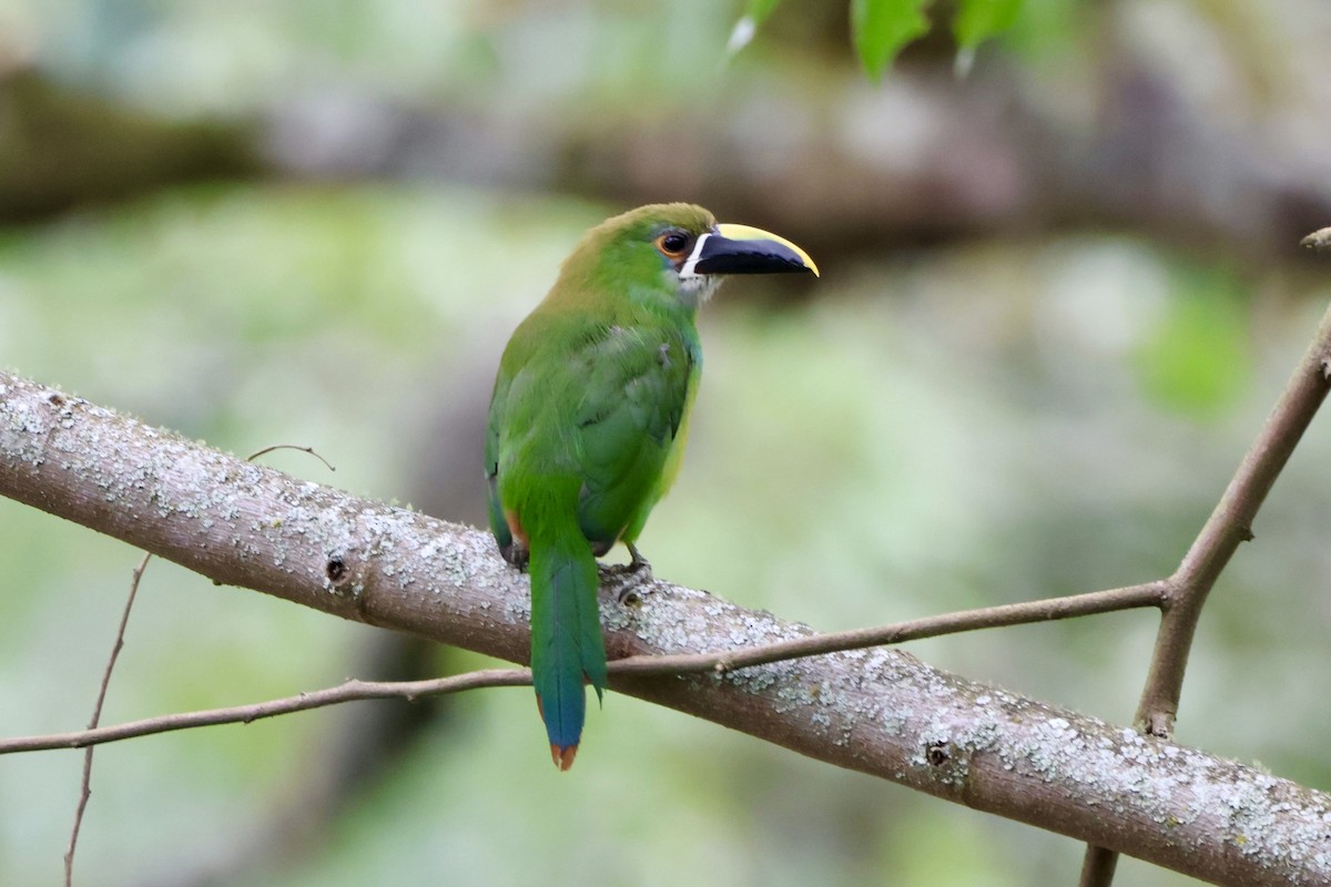 Southern Emerald-Toucanet - ML646014749
