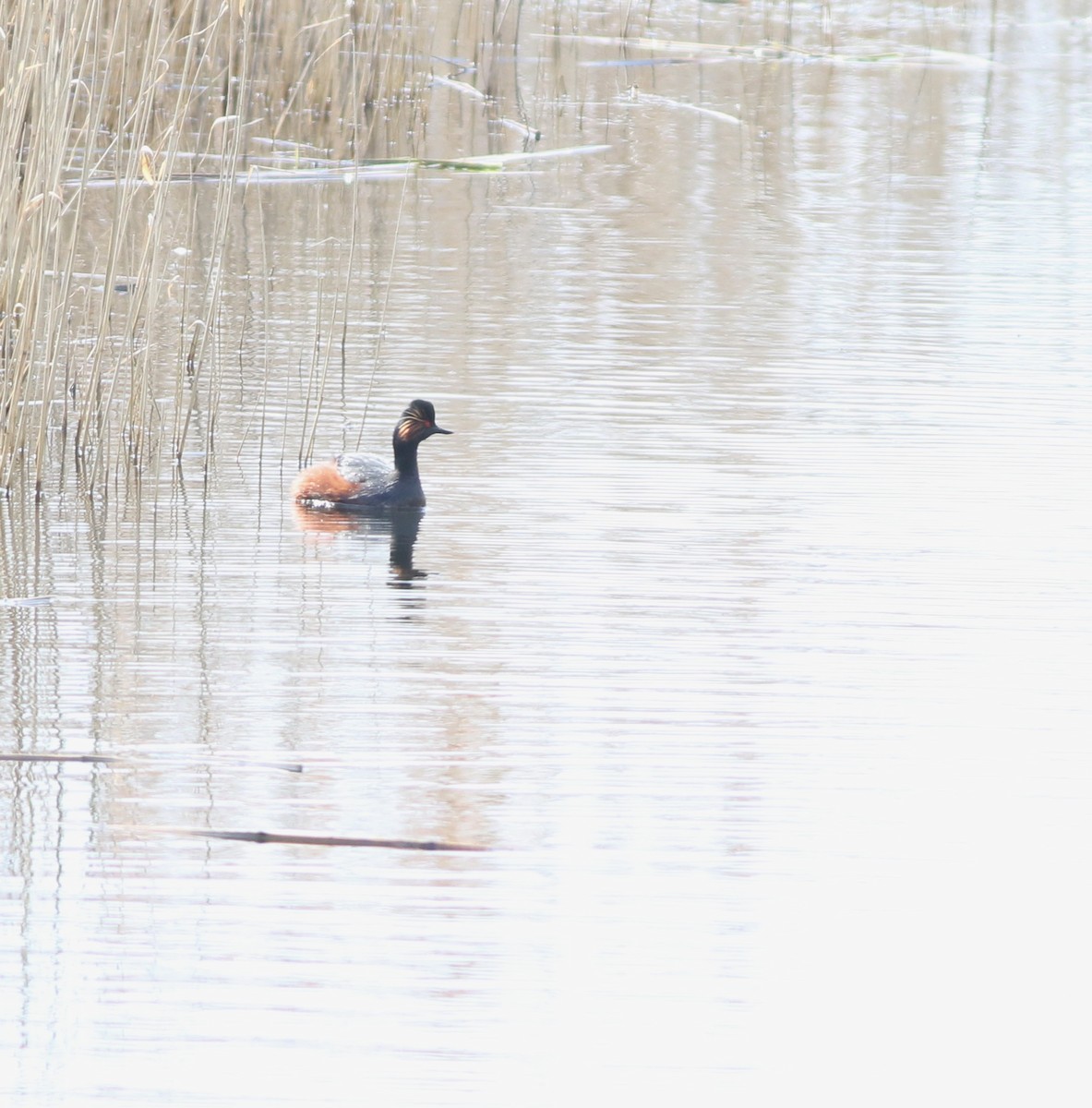 Grèbe à cou noir - ML646014750