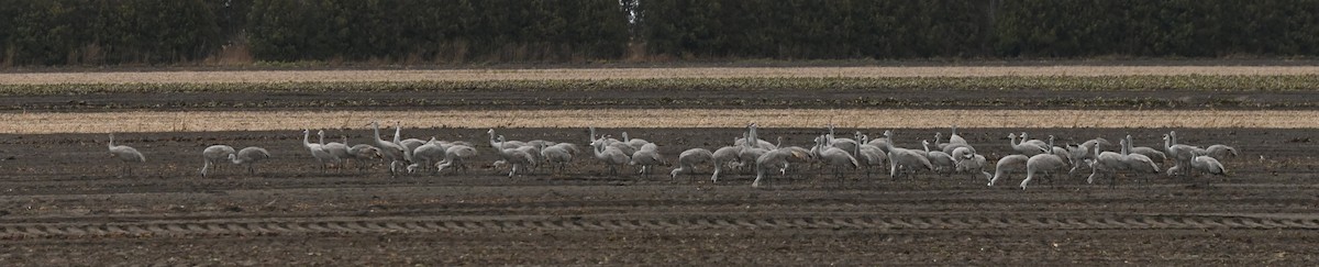 沙丘鶴 - ML646014759
