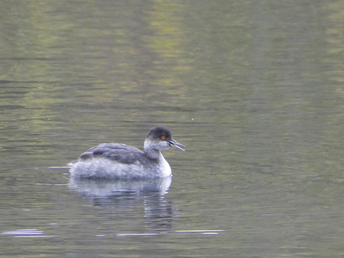 Grèbe à cou noir - ML646014760
