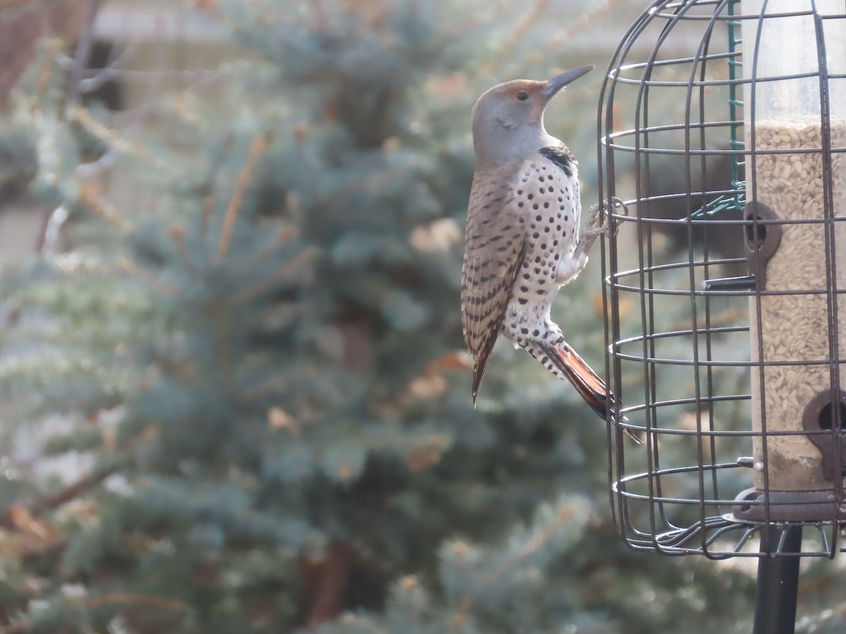 Northern Flicker - ML646014762