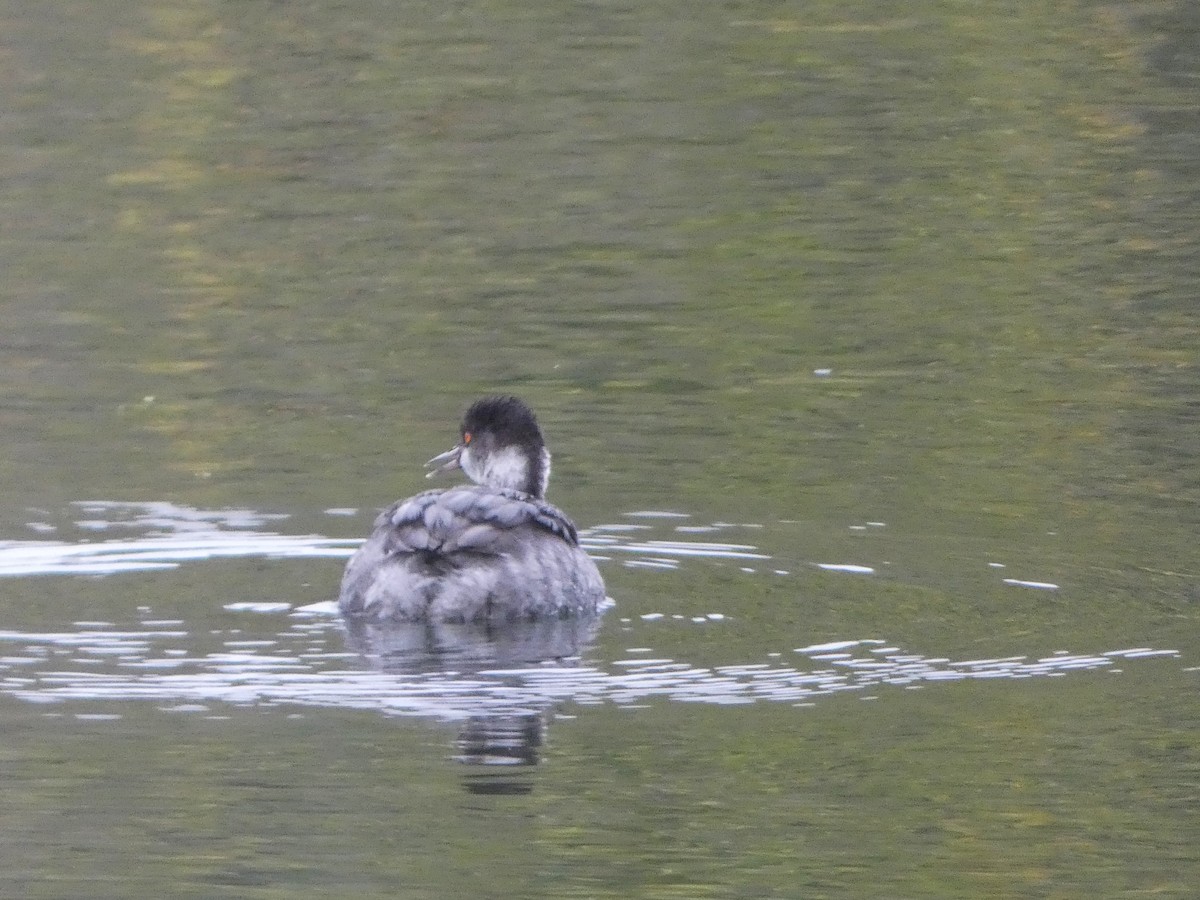 Grèbe à cou noir - ML646014765