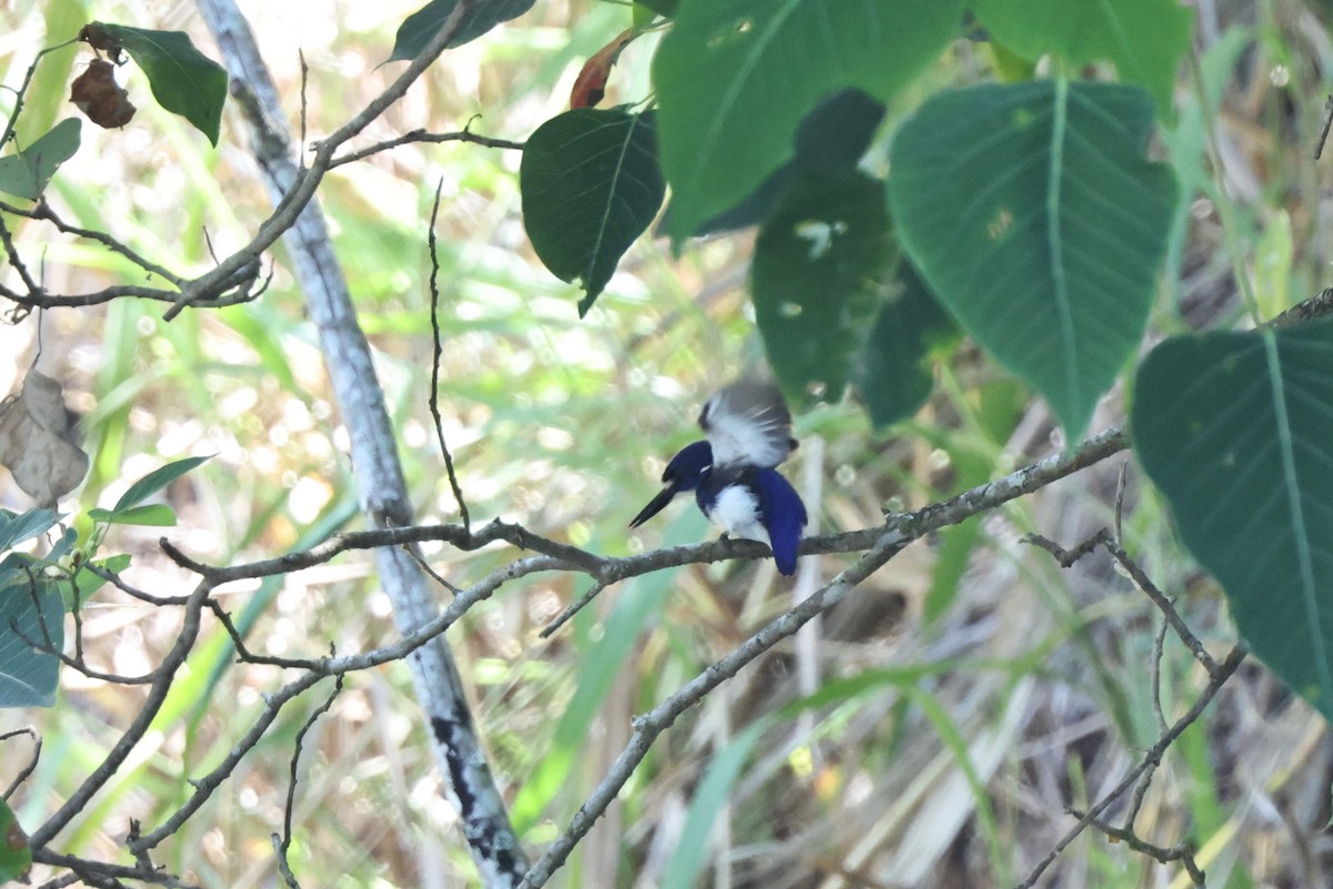 ヒメミツユビカワセミ - ML646014767