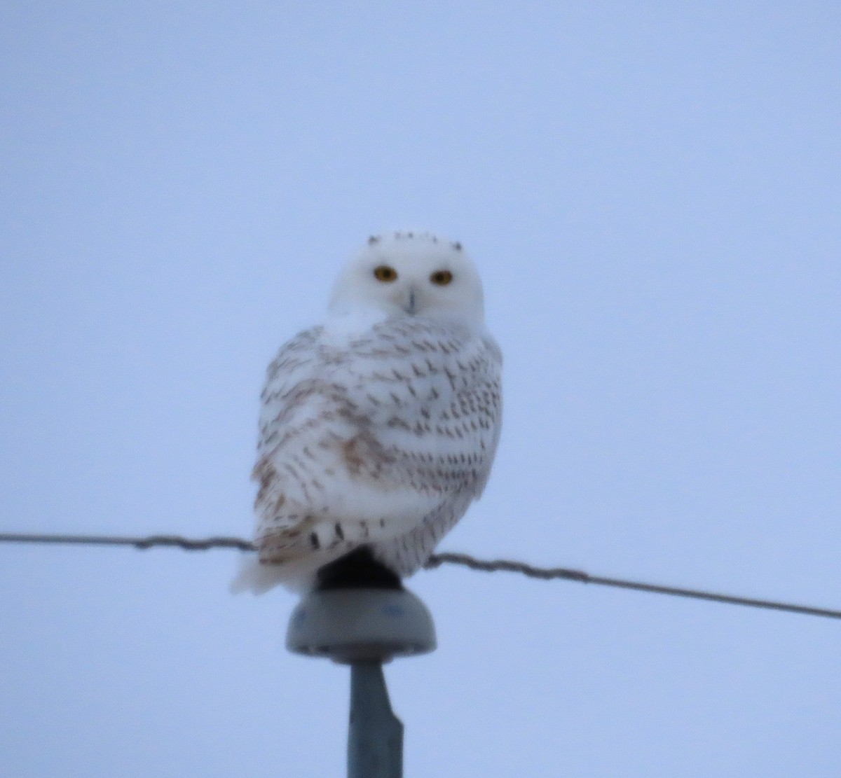 Snowy Owl - ML646014768