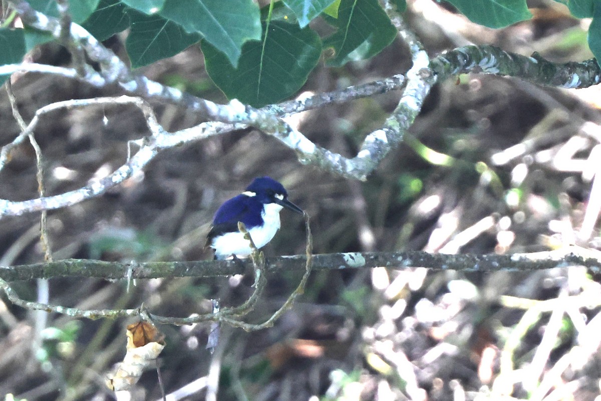 ヒメミツユビカワセミ - ML646014786