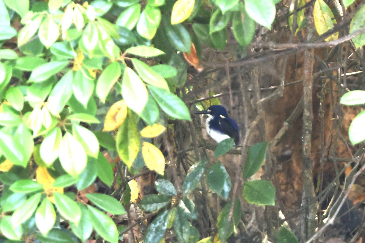 ヒメミツユビカワセミ - ML646014794