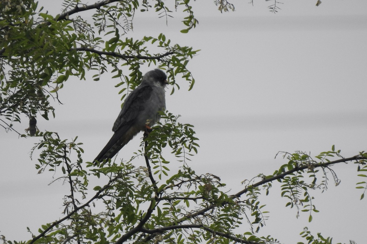 Belatz hankagorria - ML646014795