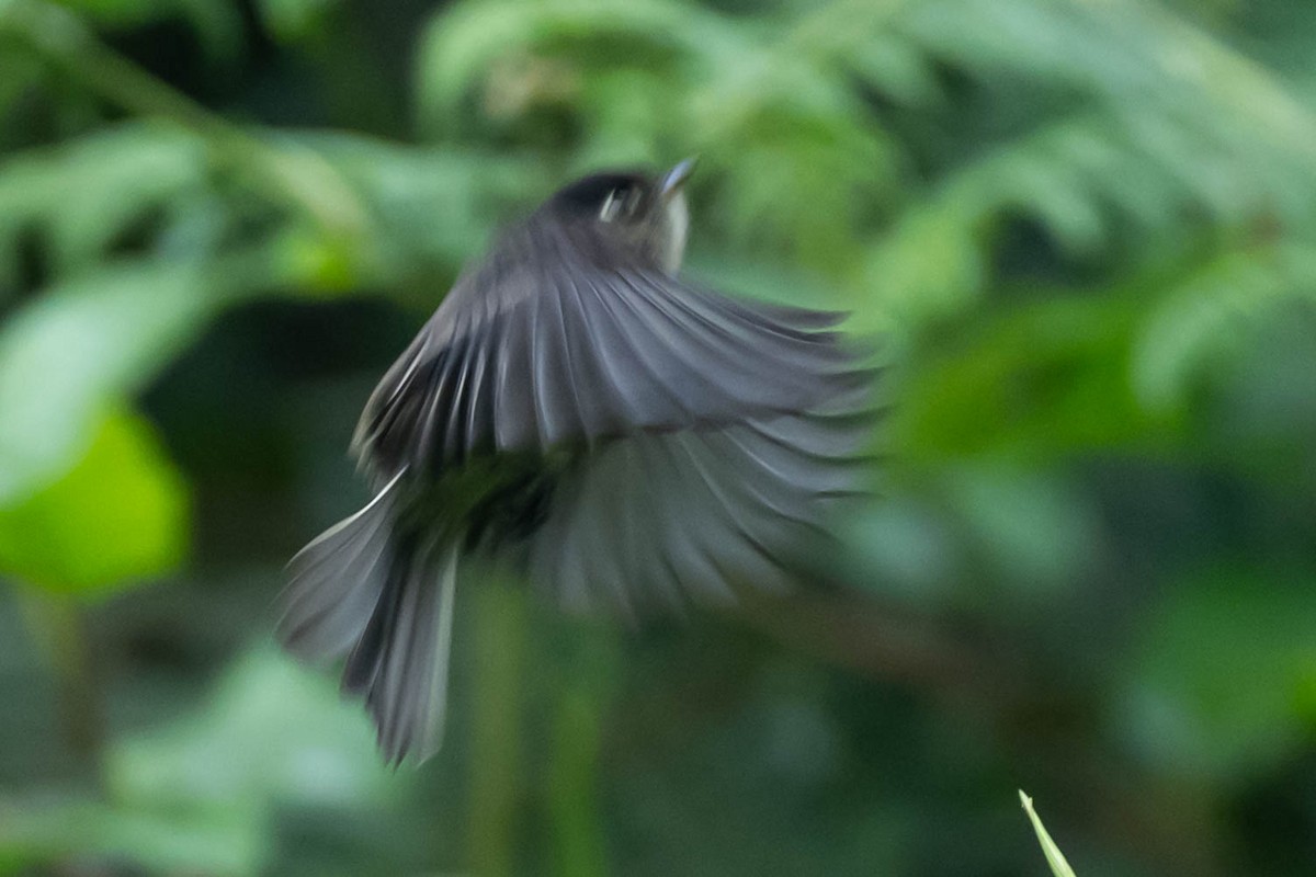 Black-capped Flycatcher - ML646014802