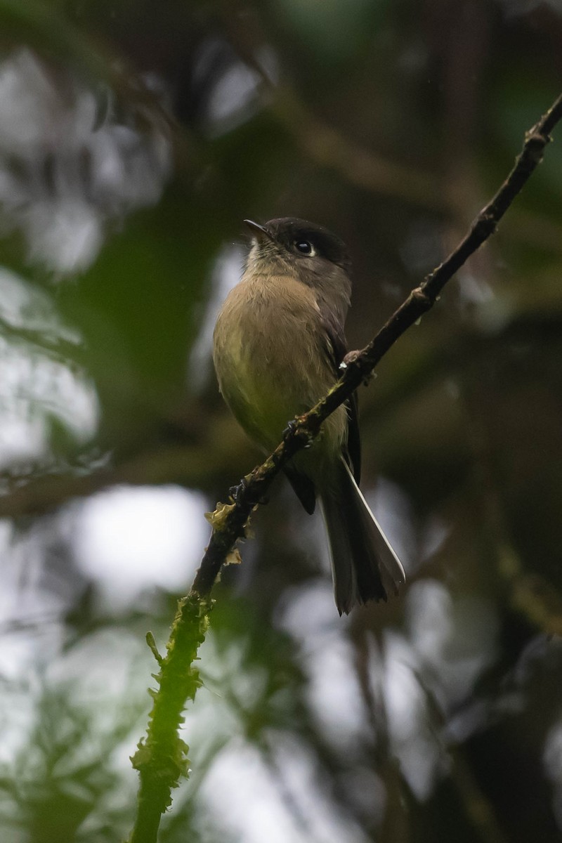 Black-capped Flycatcher - ML646014803