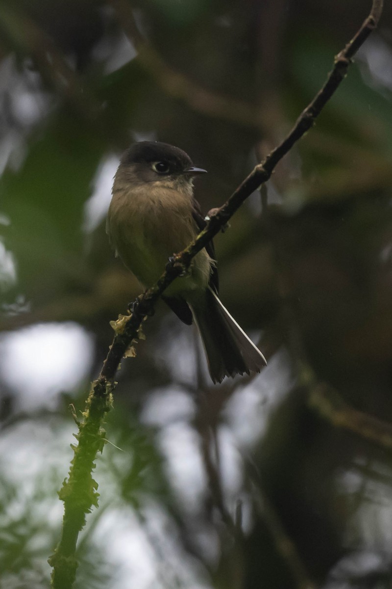 Black-capped Flycatcher - ML646014804