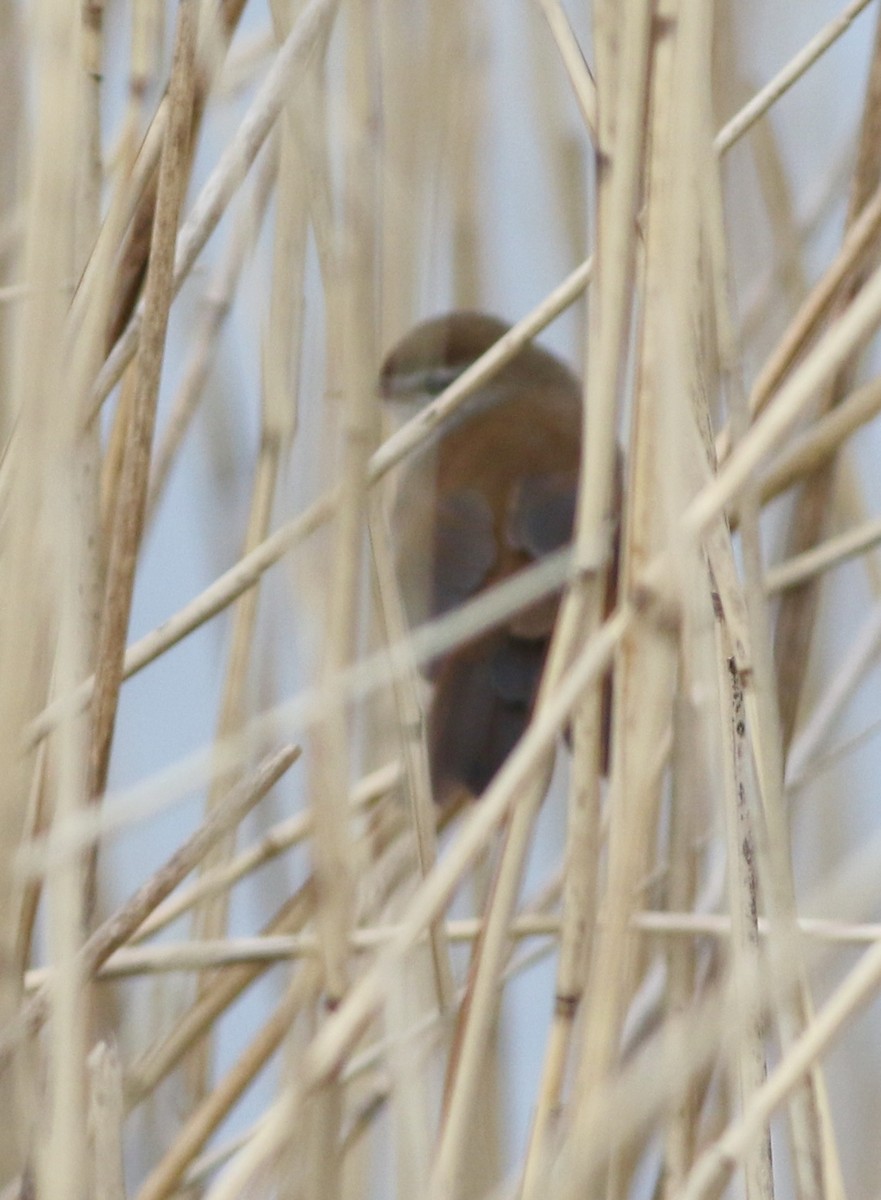 Cetti's Warbler - ML646014817