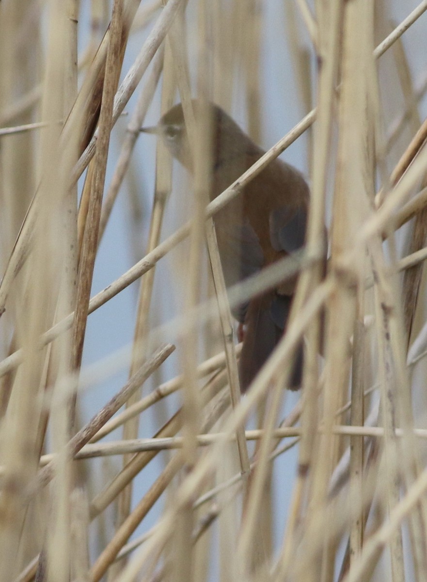 Cetti's Warbler - ML646014818