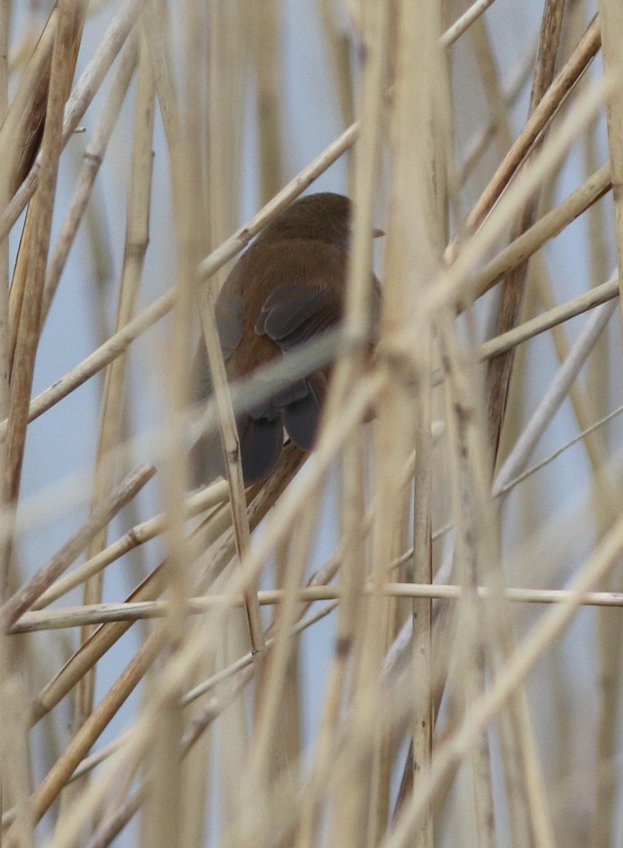 Cetti's Warbler - ML646014819