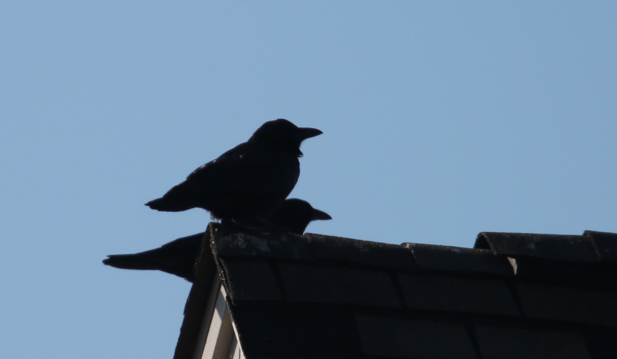 amerikakråke - ML646014827