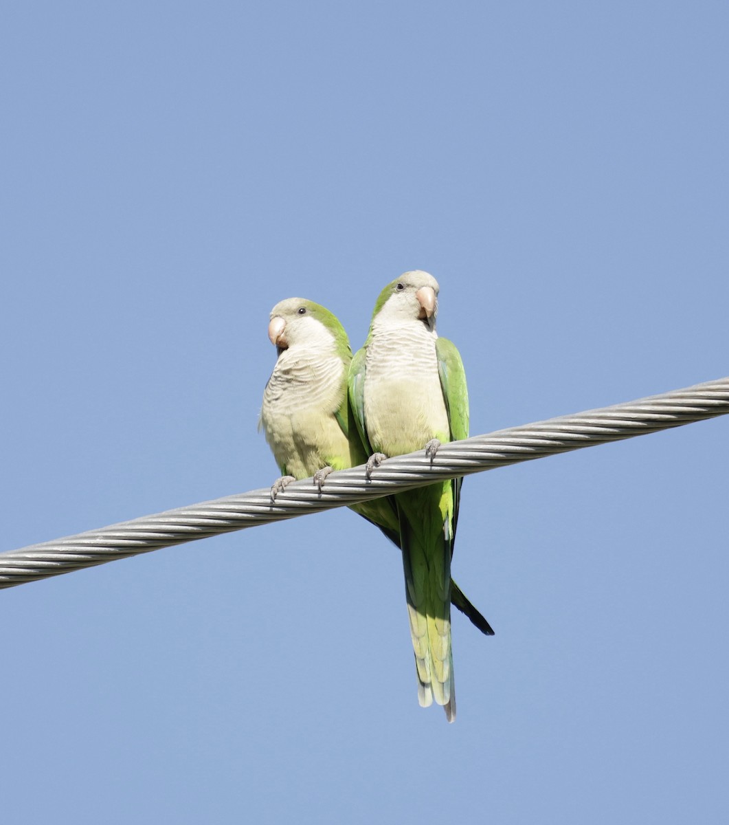 Mönchssittich - ML646014837