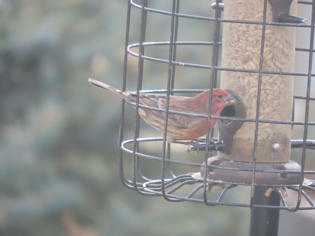 House Finch - ML646014839
