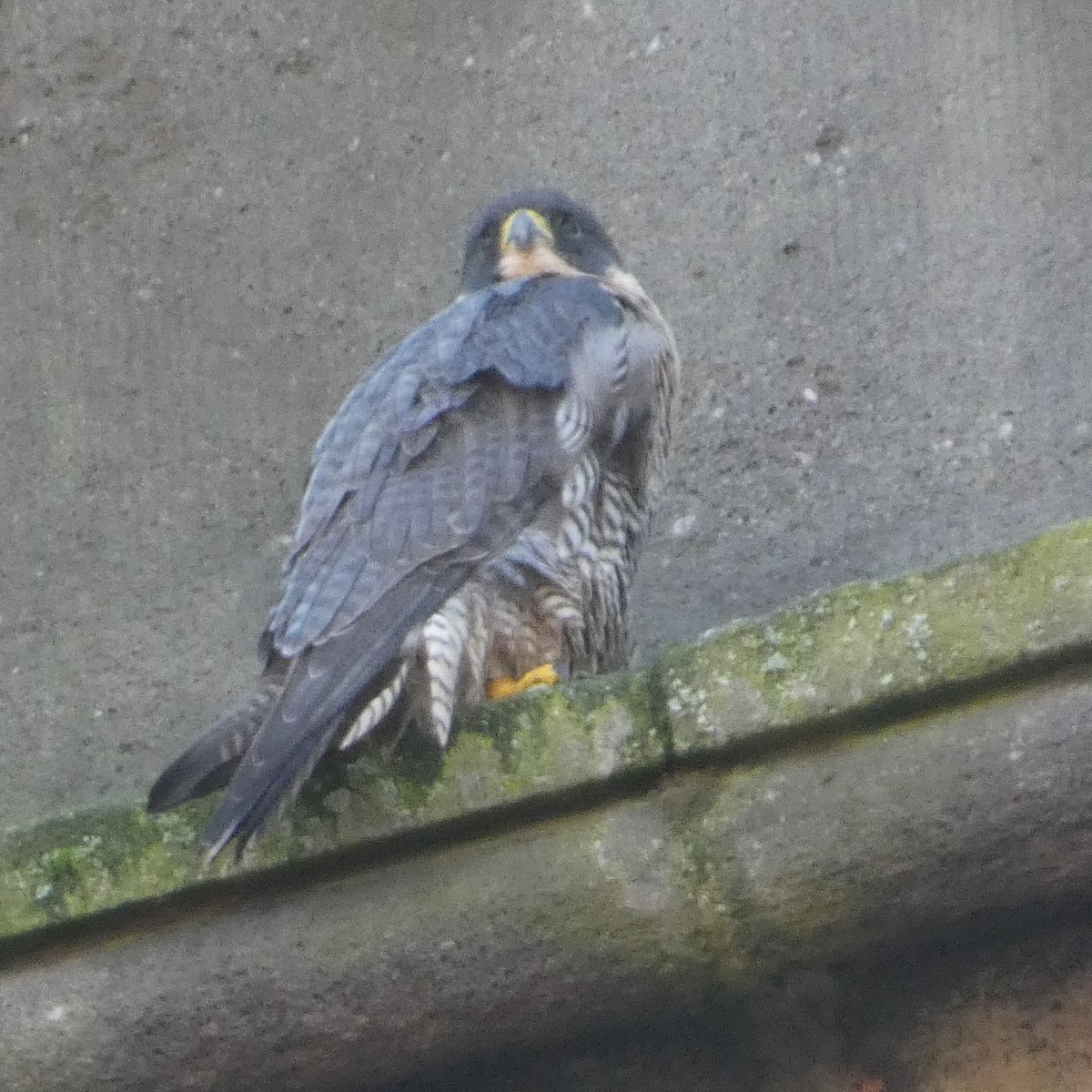 sokol stěhovavý - ML646014853