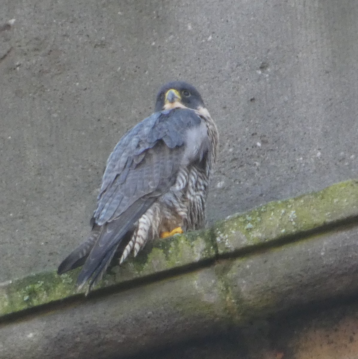 sokol stěhovavý - ML646014854