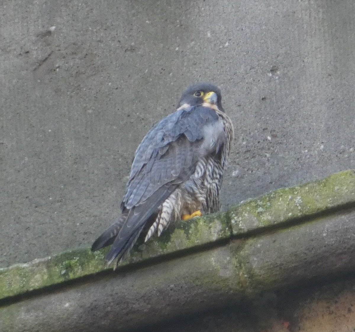 sokol stěhovavý - ML646014855