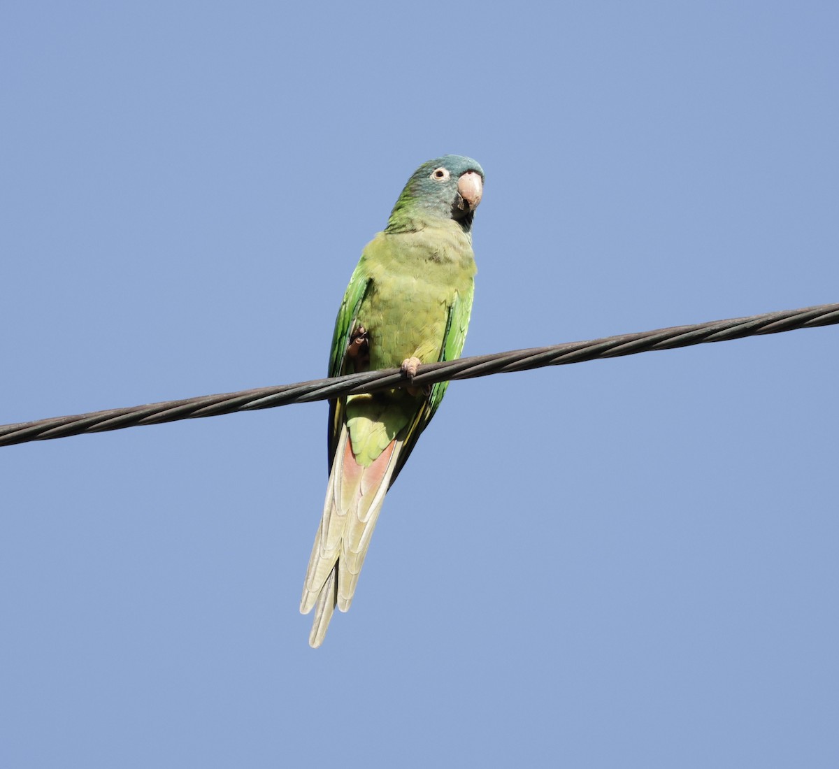 Blue-crowned Parakeet - ML646014856