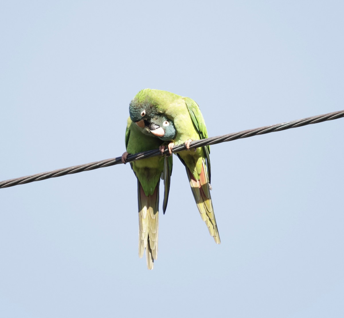 Blue-crowned Parakeet - ML646014857