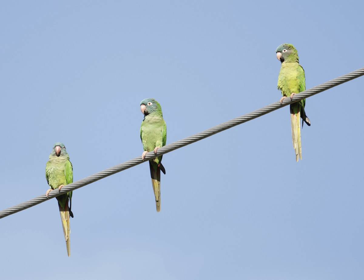 Blue-crowned Parakeet - ML646014858