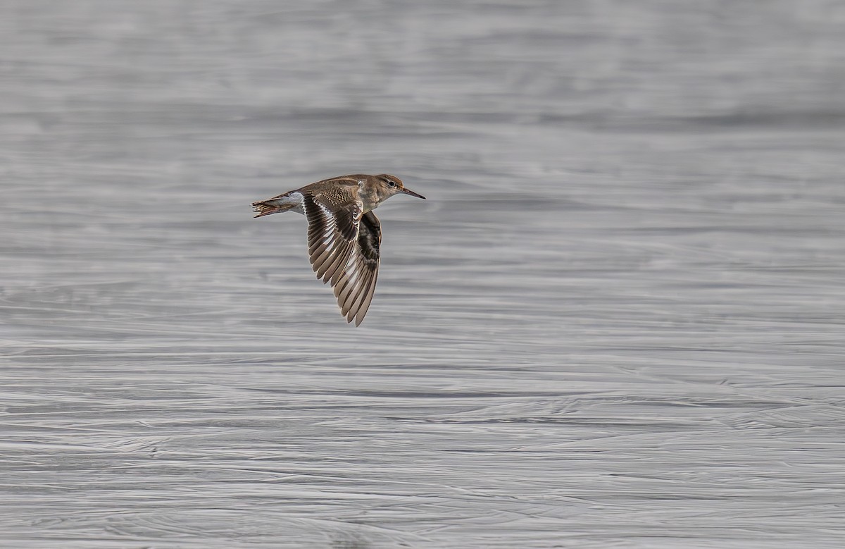 Spotted Sandpiper - ML646014876