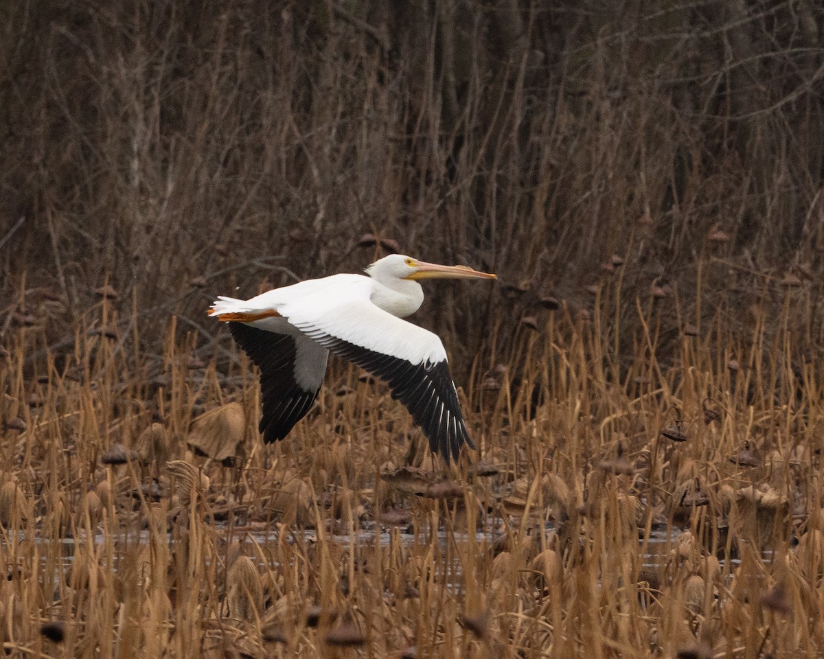 Pelícano Norteamericano - ML646014877
