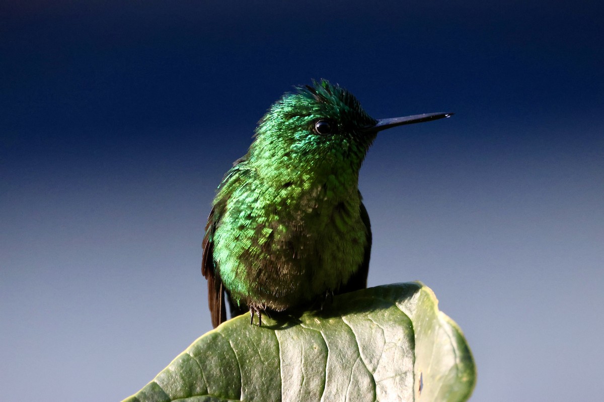 Long-tailed Sylph - ML646014888