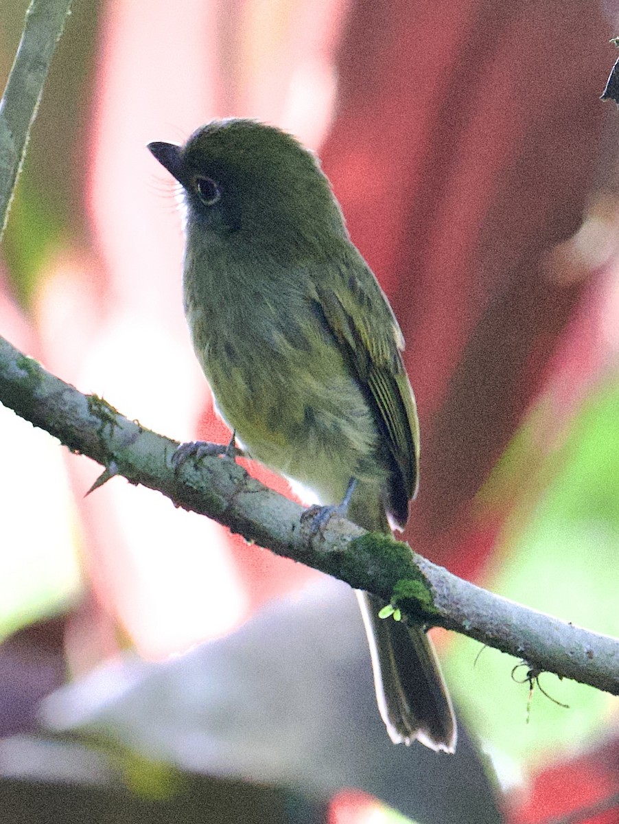 Eye-ringed Flatbill - ML646014889