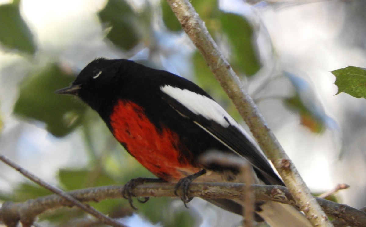 Painted Redstart - ML646014891