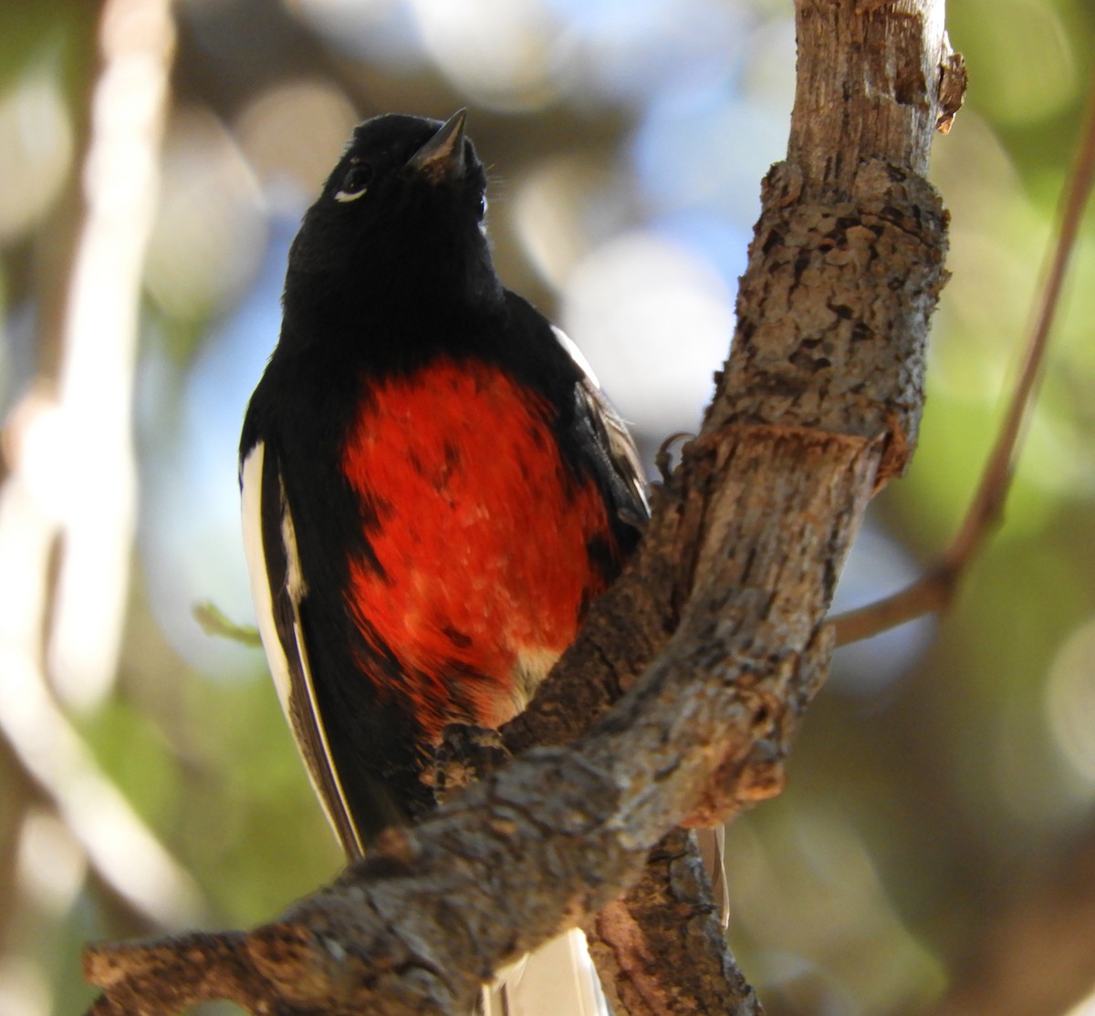 Painted Redstart - ML646014892