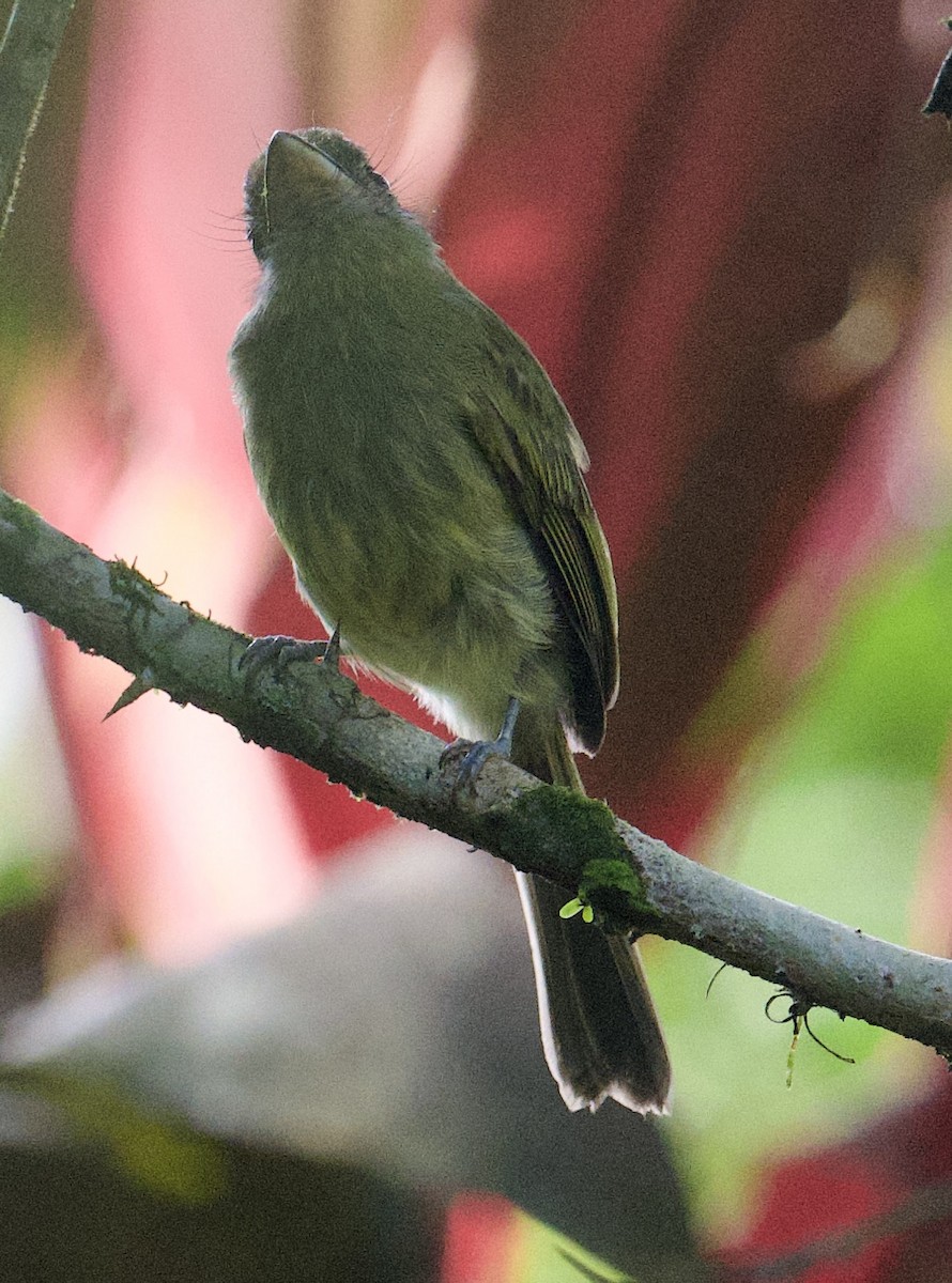 Eye-ringed Flatbill - ML646014898