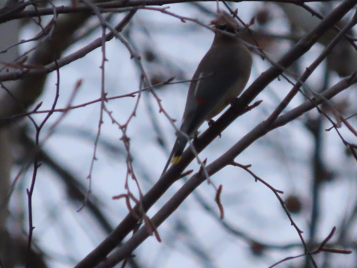 Cedar Waxwing - ML646014908