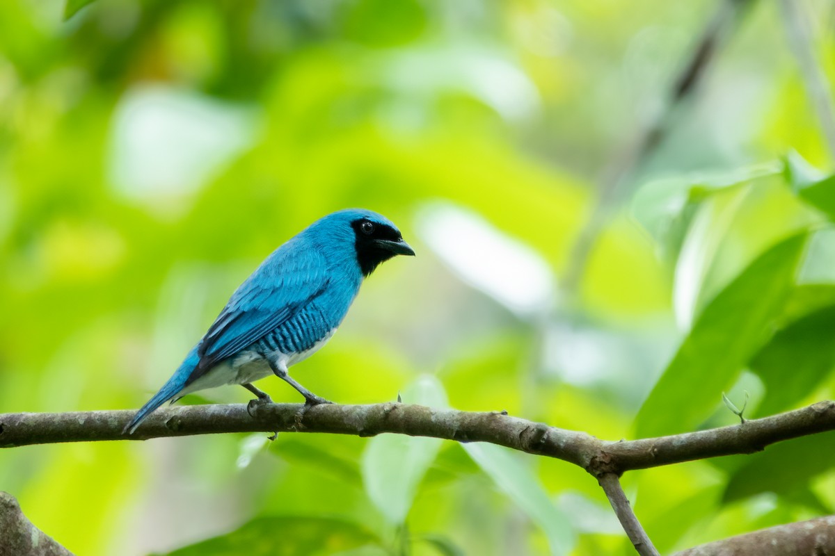 Swallow Tanager - ML646014927