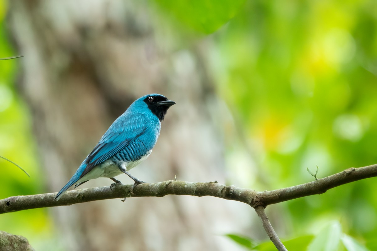 Swallow Tanager - ML646014928